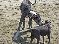 Two dogs sniffing each other