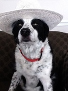 Dog with a hat