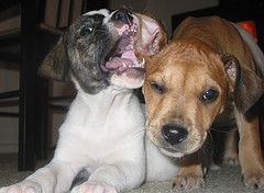 Puppies playing